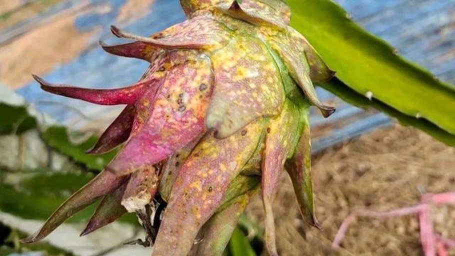 展示三种典型火龙果腐烂形态:局部褐变凹陷(真菌感染)、大面积水渍状软腐(细菌性软腐病)、表面长毛霉斑(青霉或毛霉污染),背景为新鲜火龙果对照,用于直观区分可处理与不可食用状态 火龙果常见腐烂类型对比图