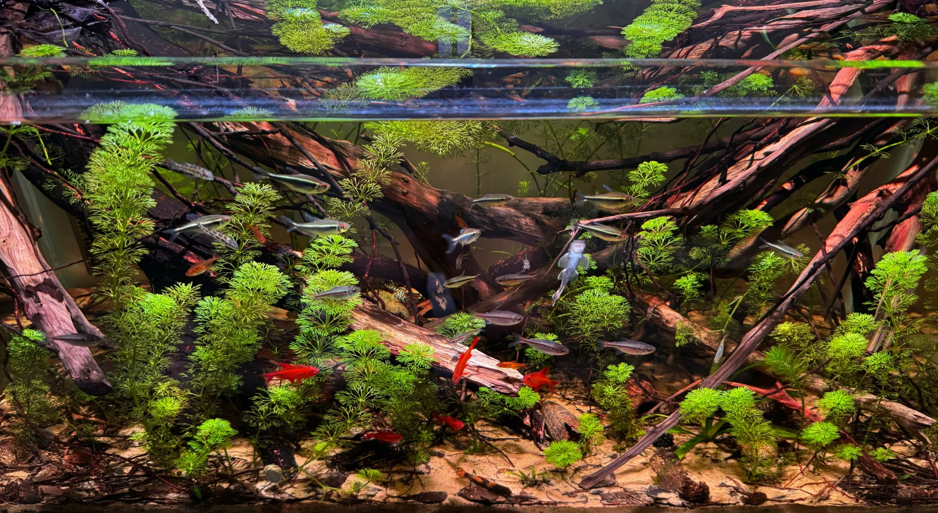 展示带有沉木、水草和隐蔽洞穴的水族箱内部布局 水族箱内部结构图