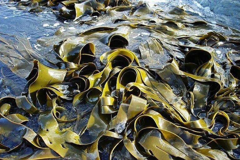 海边滩涂上的新鲜海带堆积