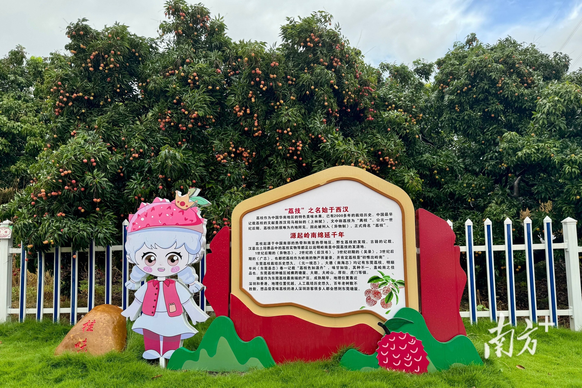 高州最老荔枝树全景