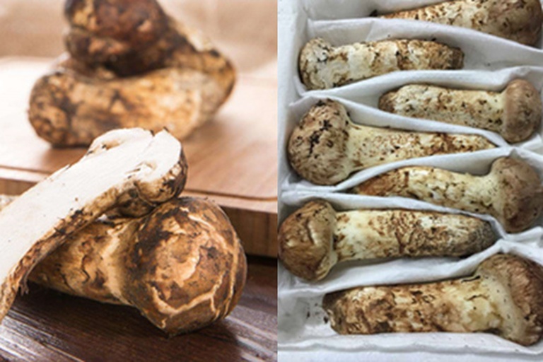 一张高清显微剖面图展示新鲜松茸的内部结构,包括菌盖、菌褶、菌柄和菌髓部分,标注出各组织区域,用于科学分析松茸醇分布 松茸结构剖面图