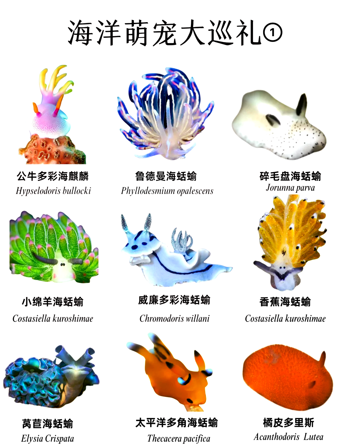 大菱鲆(左)与星斑川鲽(右)的形态对比示意图,展示两者体形、眼位、体色斑纹的显著差异。大菱鲆呈菱形,体表光滑;星斑川鲽呈椭圆形,具星状斑点,两眼位于身体右侧 大菱鲆与典型鲽鱼的形态对比图