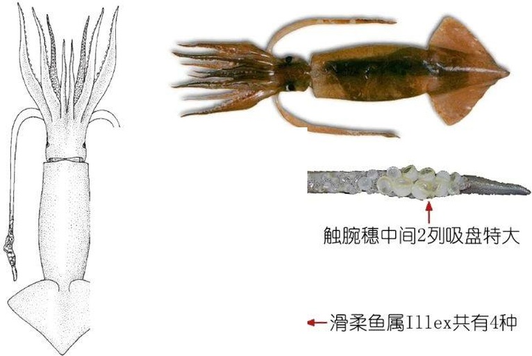 鱿鱼触腕特写：两根细长透明触腕自然伸展，末端吸盘清晰可见，表面带有细微环状肌纹，背景为冰鲜蓝白托盘