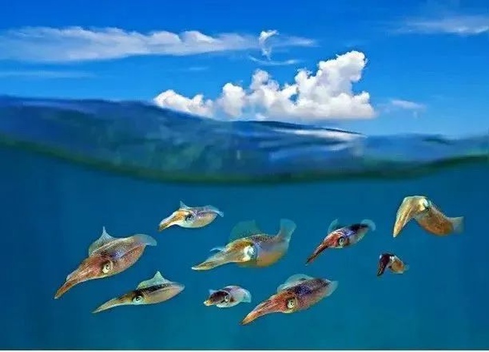 鱿鱼与墨鱼对比图