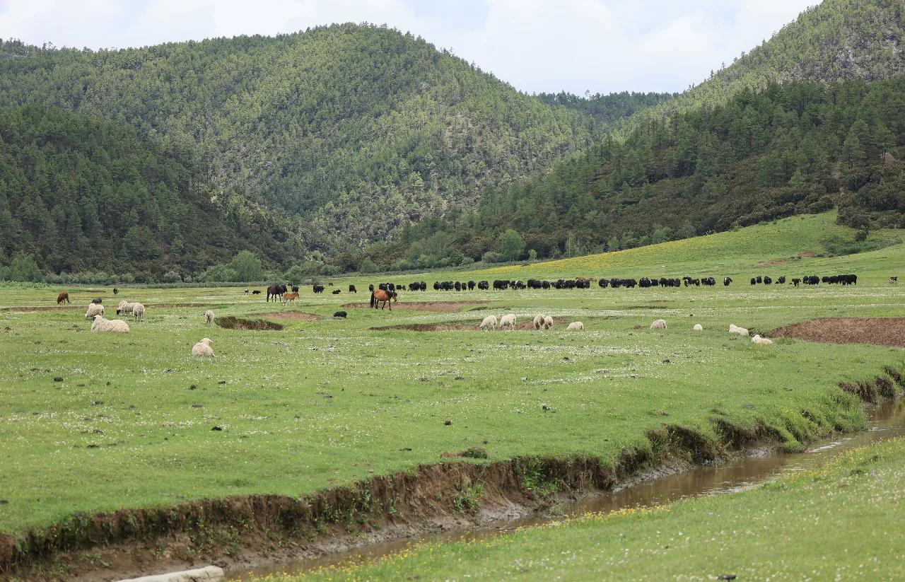 宁强县高山草甸牧场全景