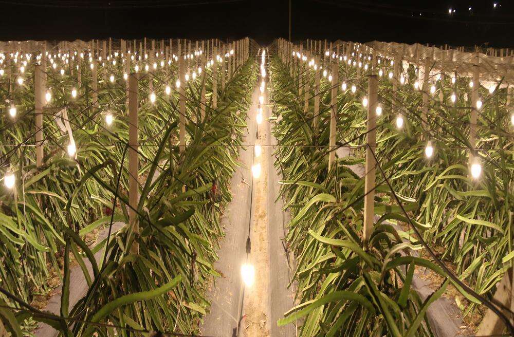 火龙果种植园夜间补光场景