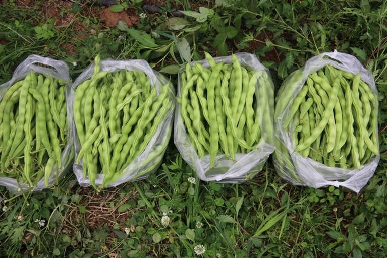 一片郁郁葱葱的四季豆种植基地,农民正在田间手工采摘嫩荚,旁边有塑料筐盛放 freshly picked 四季豆;远处设有临时分拣棚,工人正在对豆角进行分级、剪头、捆扎,并装入印有‘绿通产品’字样的泡沫箱中,准备装车 四季豆在田间采摘和分拣包装场景