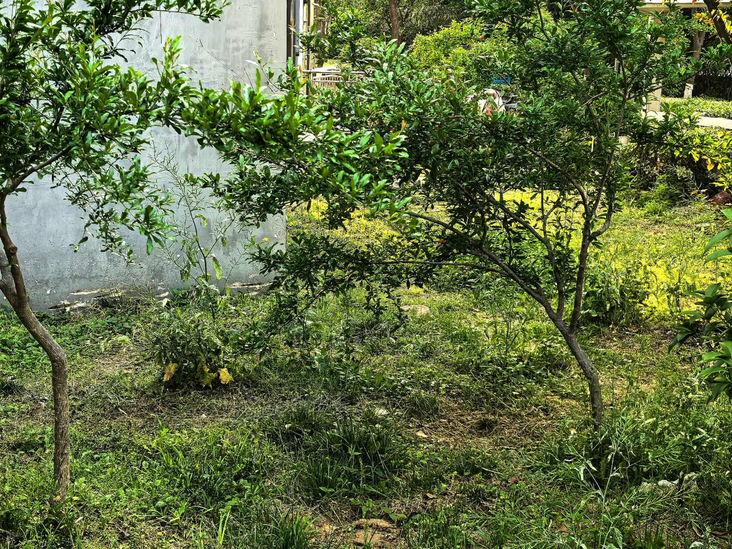 五角枫春季新叶与庭院生活场景融合图