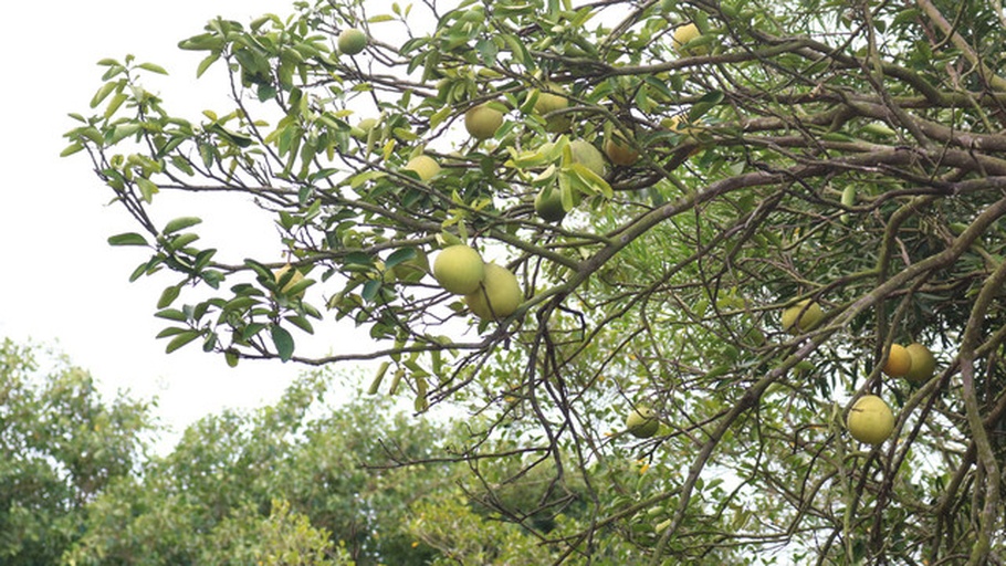 观赏柚子树整体外观