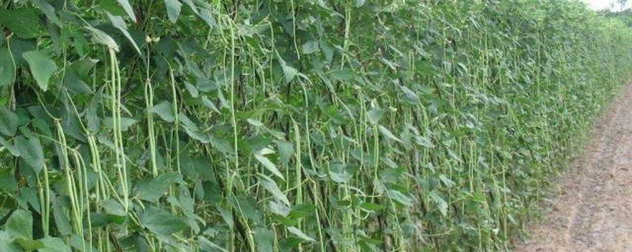 翡翠长豆角规模化种植基地航拍场景 连片种植的翡翠长豆角种植基地航拍图,藤蔓攀附整齐的网格支架,绿意盎然,农民正在田间采收,远处可见冷链运输车辆待装