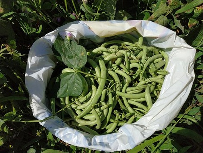 俯拍视角:木质案板上铺开大量鲜绿四季豆,左侧为完整挺括的优质豆荚,右侧为被挑出的发黄、弯曲、带褐色斑点的劣质豆荚,旁边配有不锈钢小镊子和白色滤纸,体现专业分拣过程 新鲜四季豆采后分拣场景