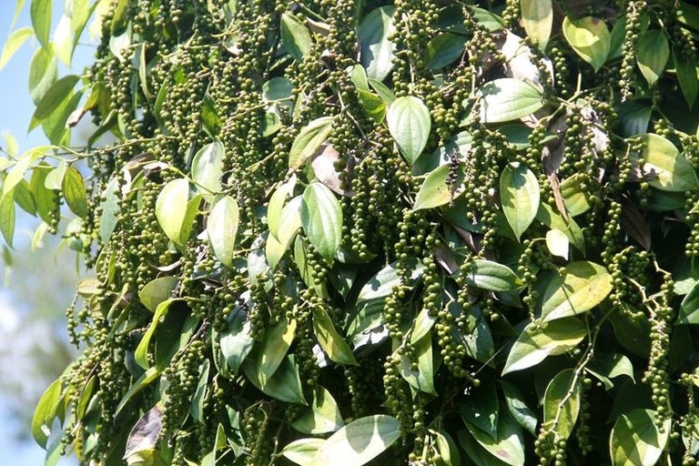 黑胡椒植株与果实特写