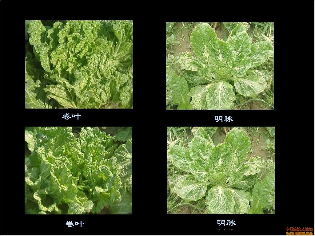 圆白菜与圆生菜对比图