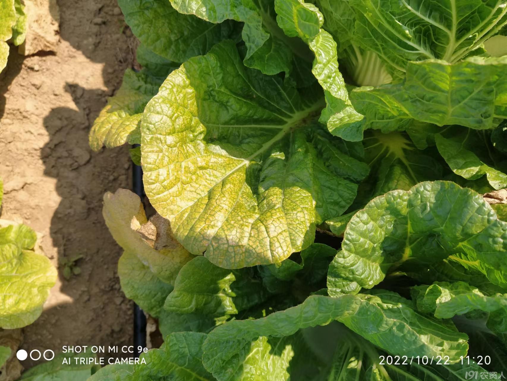 松花菜表面发黑特写