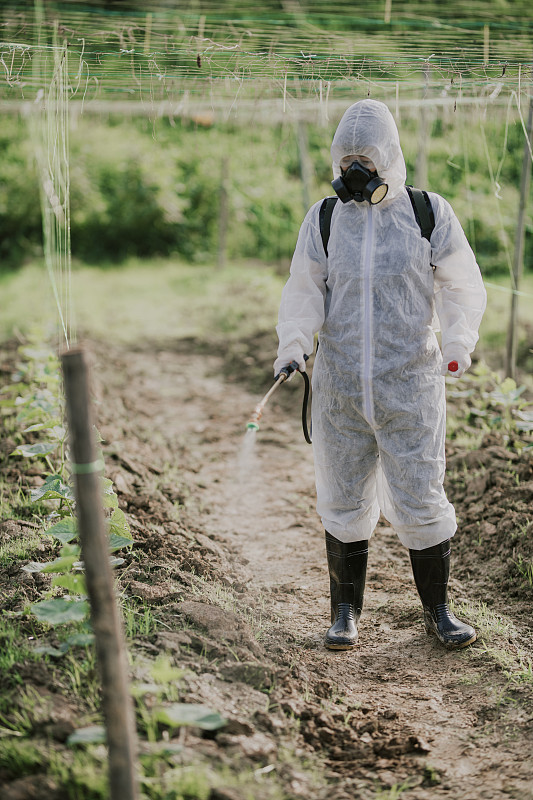 农业人员在田间喷洒甲嘧磺隆除草剂