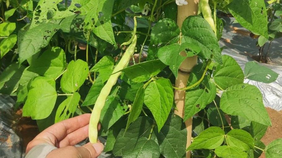 显微镜头下豆角嫩叶背面密集聚集的绿色至黄绿色蚜虫群体,部分叶片已出现轻微卷曲,背景为绿色豆角植株,清晰显示蚜虫刺吸式口器插入叶脉 蚜虫在豆角嫩叶背面聚集危害特写