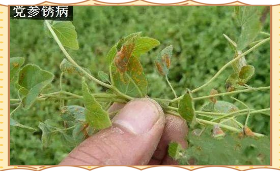 甘肃渭源县农技中心试验基地:左侧为清水对照组(党参苗健壮),中间为误喷精喹禾灵处理组(全株萎蔫黄化),右侧为安全剂量精异丙甲草胺处理组(杂草受抑、党参正常生长) 党参幼苗期对除草剂敏感性对比试验田