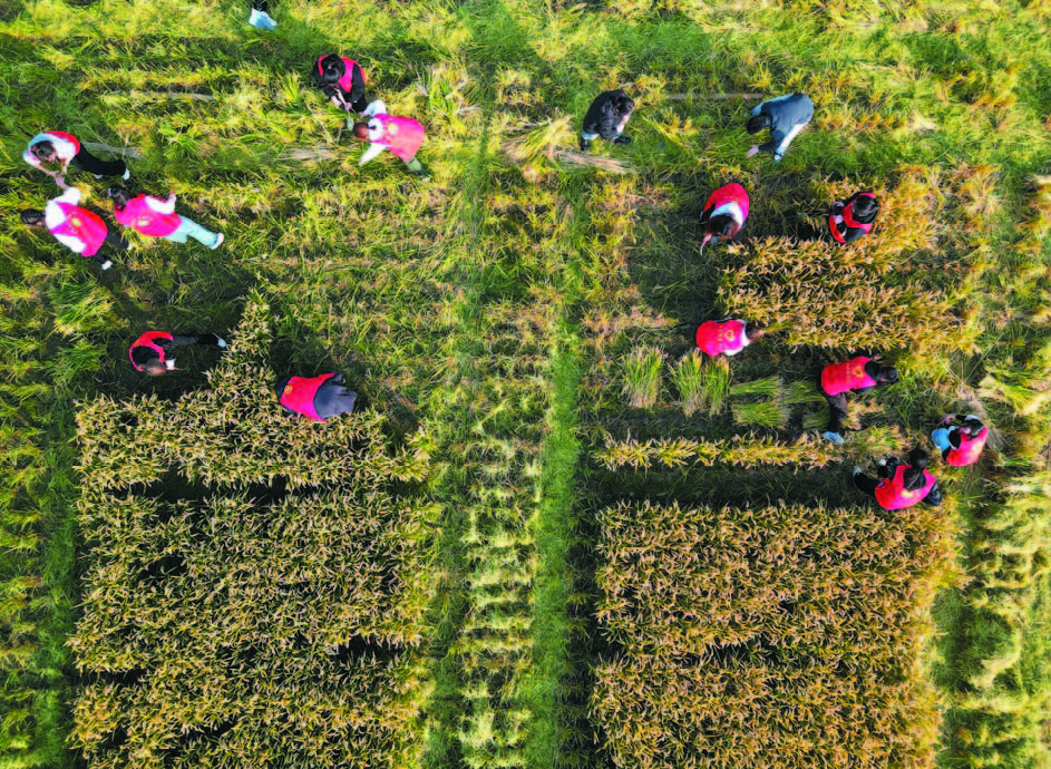 农民在田间查看小麦成熟情况