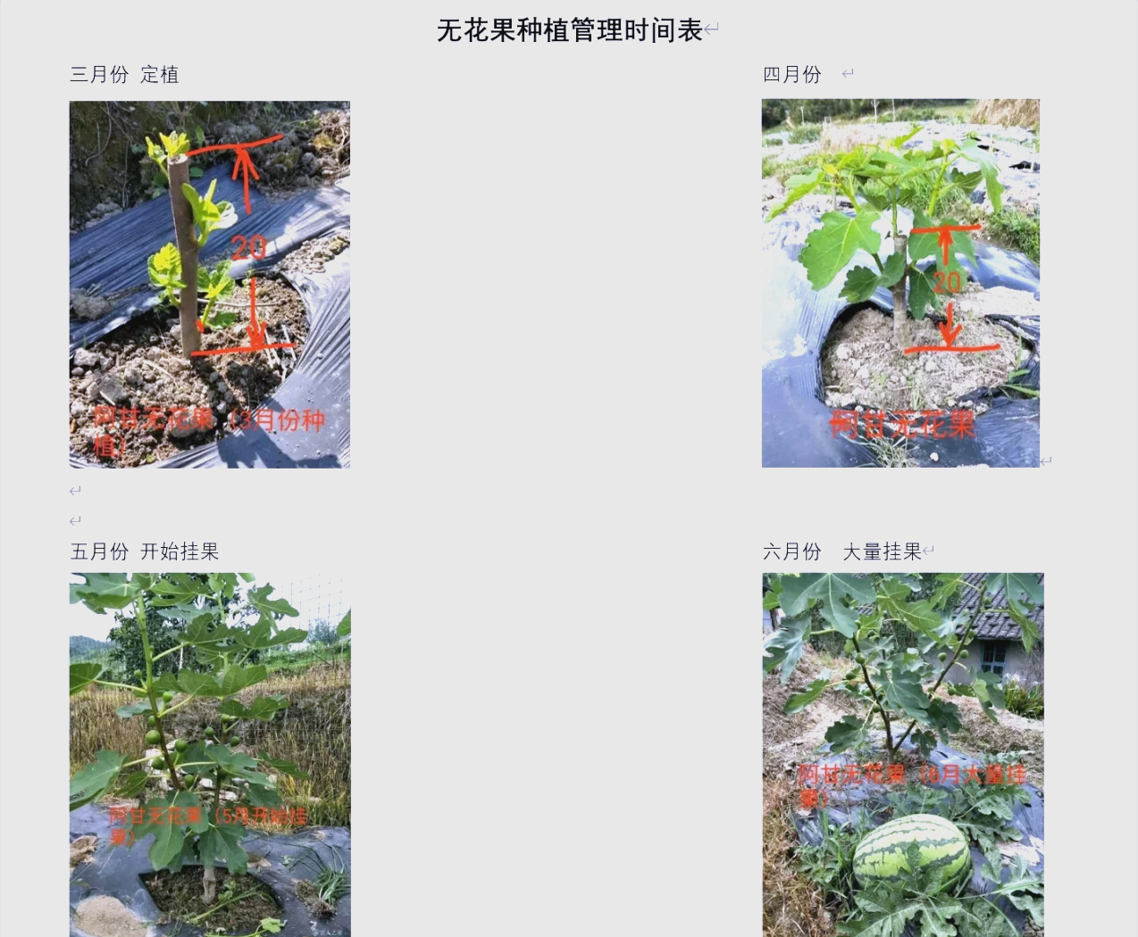 流程图展示车厘子花谢后的完整管理周期:从花谢第一天起,依次进行水分调控、叶面施肥、病虫害防治、疏果定果等步骤,时间节点清晰标注,配有农艺师现场操作场景插画 车厘子花谢后田间管理操作流程示意图