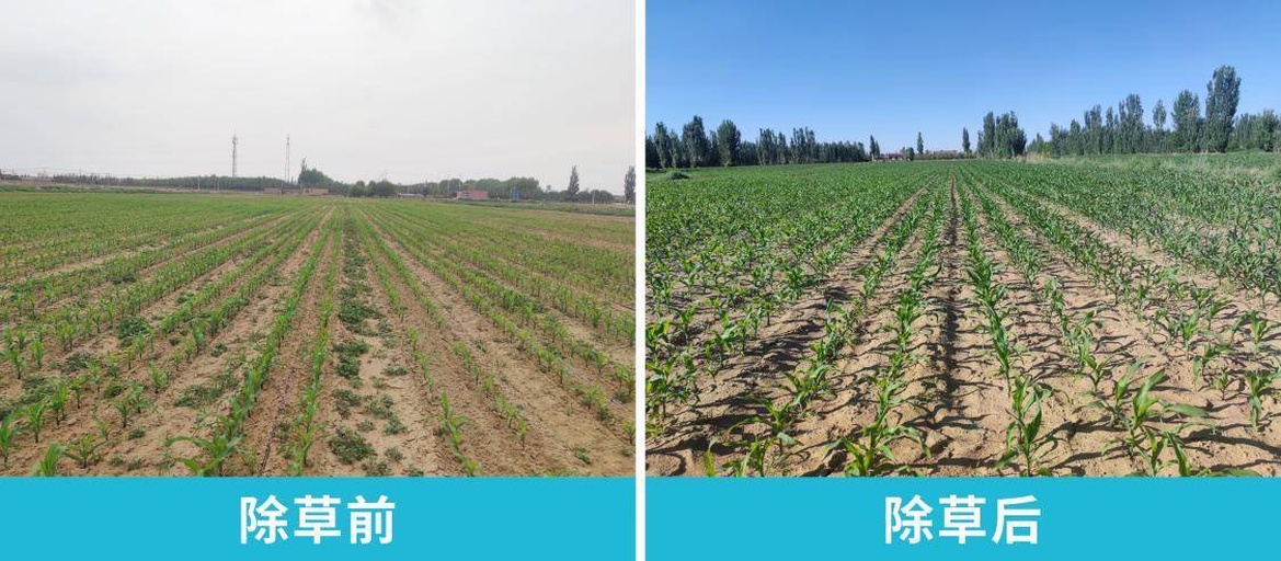 高粱田杂草防治前后对比图