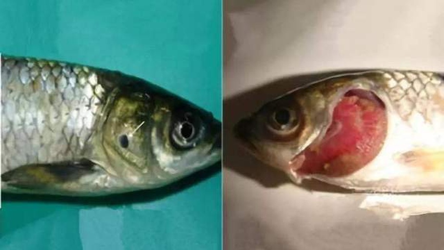 小龙虾鳃部病变图