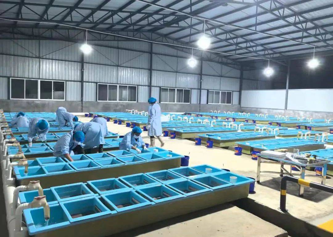 实景工作场景:水产技术员进行标准化水质巡检,仪器数据真实可见,体现科学养殖的规范化操作流程 技术人员手持便携式水质检测仪在虾塘边现场操作,屏幕显示清晰的溶解氧数值(6.2mg/L)与pH值(8.3),身后可见整齐排列的增氧机与蓝色高位养殖池