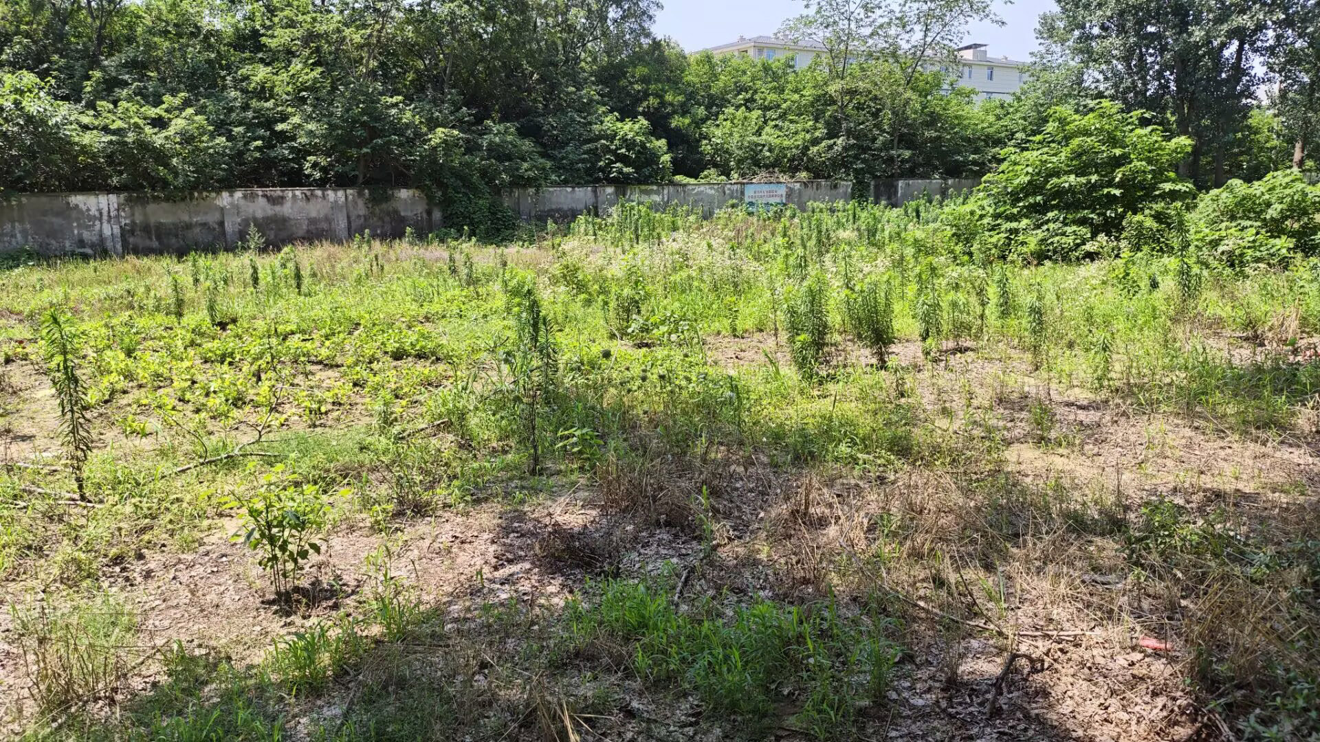 荒地杂草丛生实景