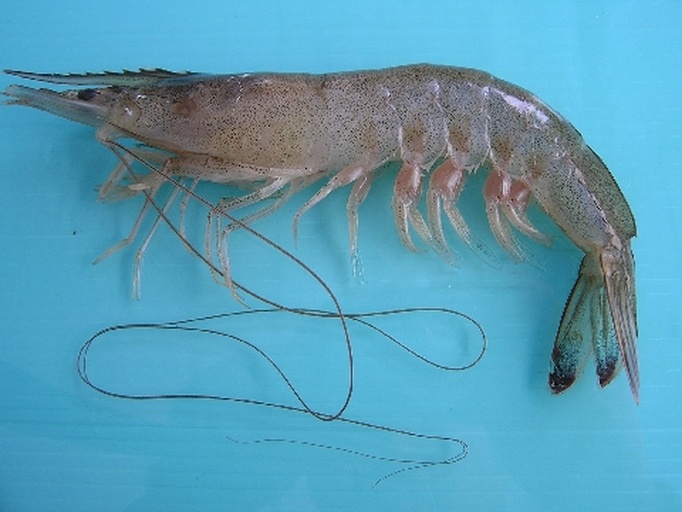 分步图示:左侧为整只活虾,中间为用牙刷清洁外壳的过程,右侧为剪头去肠线的操作,工具包括厨房剪刀、刷子、手套,背景为白色瓷砖台面,突出卫生规范 小龙虾清洗与处理步骤图解