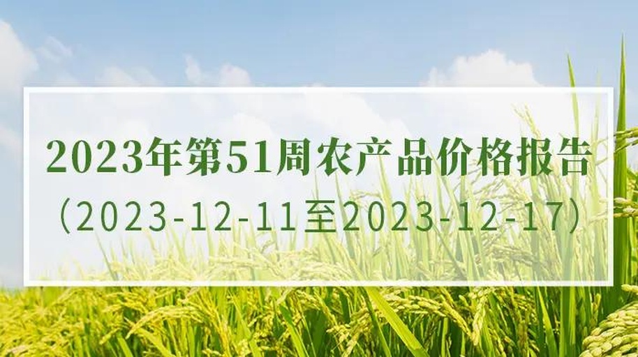 2020-2023年油松子与马尾松子市场价格走势图 油松子与马尾松子市场价格走势图