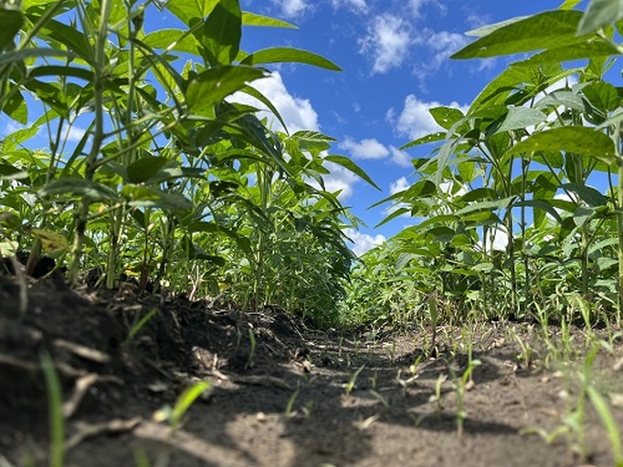 山西岢岚大白芸豆种植基地航拍图