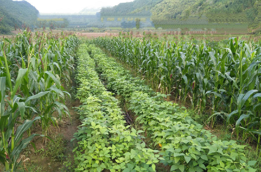 大豆田边设立农药禁用警示牌与缓冲隔离带