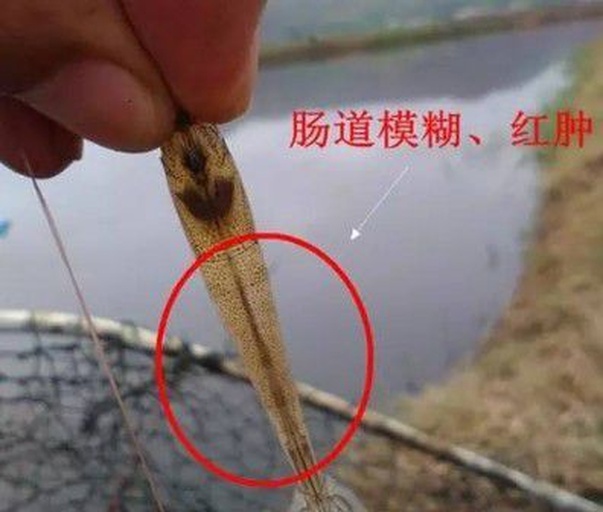 南美白对虾肠道健康状态显微图像