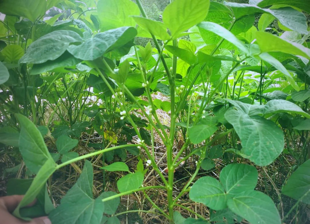 花生植株开花特写