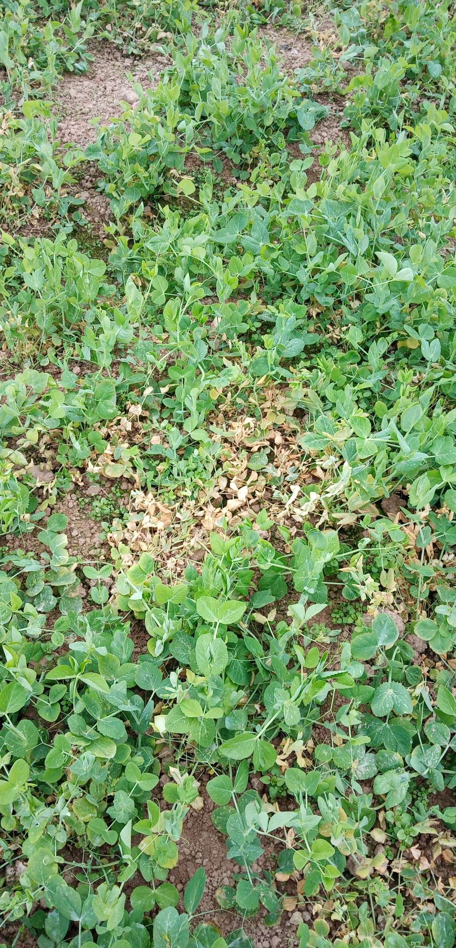 田间成熟豌豆植株
