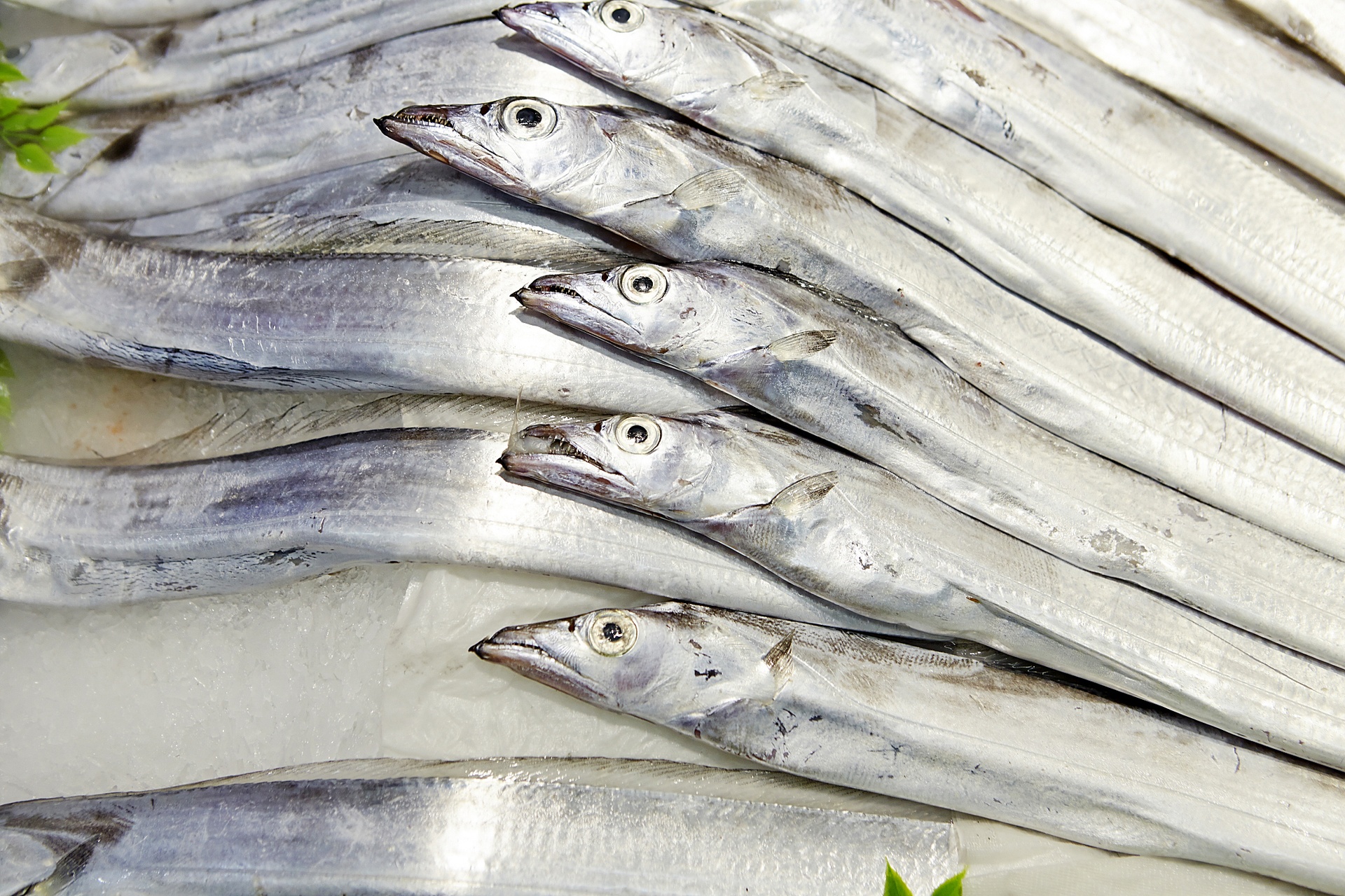 一家大型超市的冷藏柜内,多条冰鲜带鱼整齐平铺在碎冰之上,鱼体完整,表面覆盖一层薄冰霜,每条鱼都配有价格标签和产地信息卡,背景可见其他海产品陈列架,环境整洁明亮 超市冷柜中整齐摆放的冰鲜带鱼商品