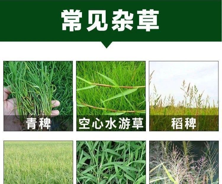 旱稻田杂草分布示意图