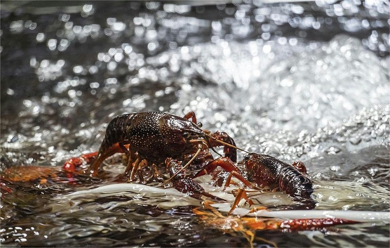 小龙虾挑选图