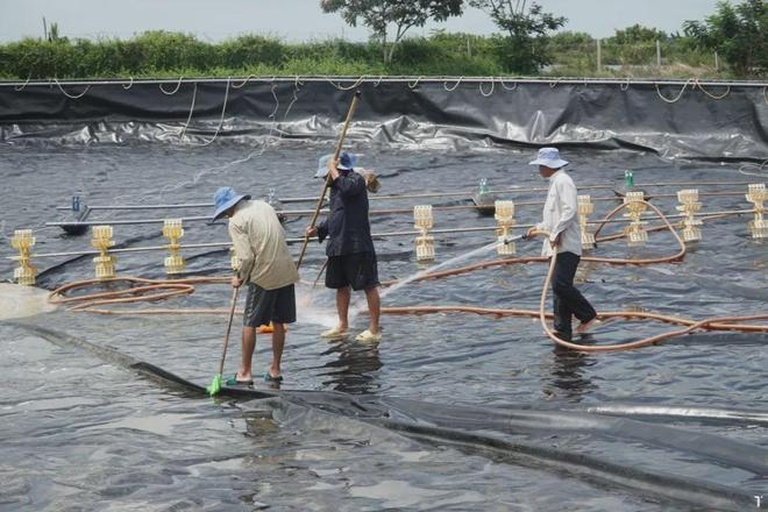 工作人员正在使用水泵进行池塘换水操作 白对虾养殖池定期换水操作