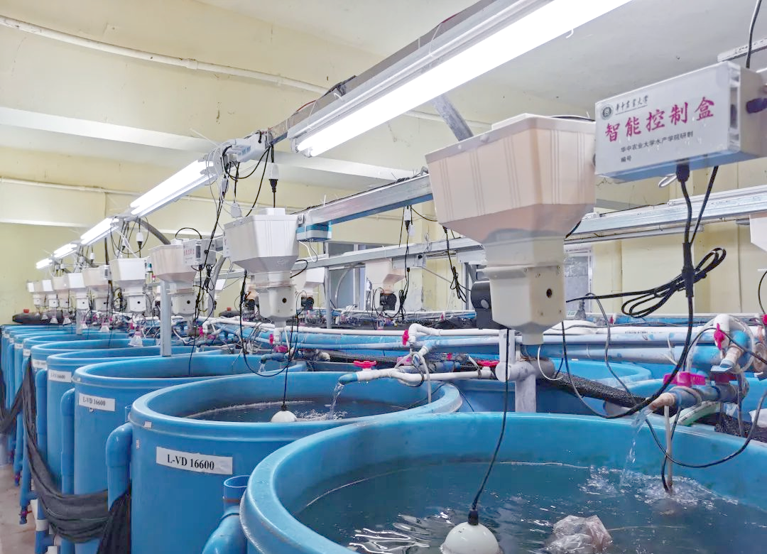 展示南美白对虾养殖桶配套的智能控制系统,包括水质监测和自动增氧功能 南美白对虾养殖桶智能控制系统