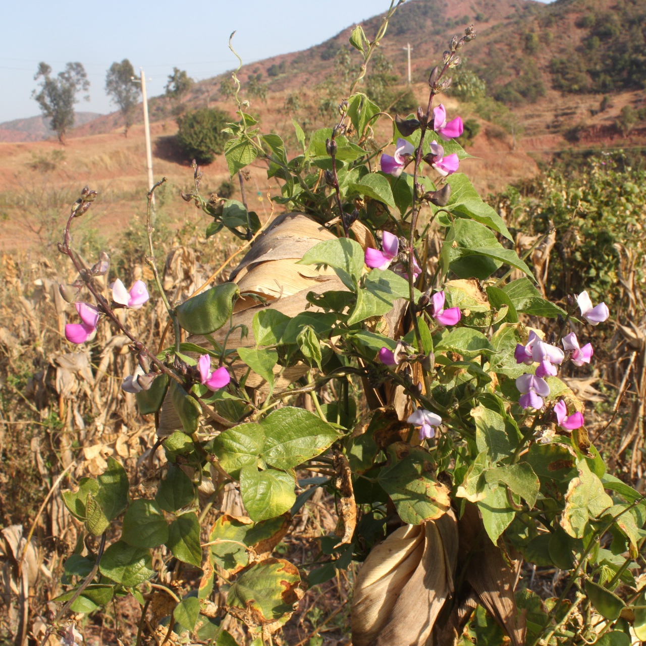 一株生长在林缘湿润环境中的毛野扁豆(Dunbaria villosa),展示其羽状复叶、淡紫色蝶形花和细长藤蔓,叶片呈深绿色,表面有细绒毛,根部附着小块根瘤 野扁豆植株特写