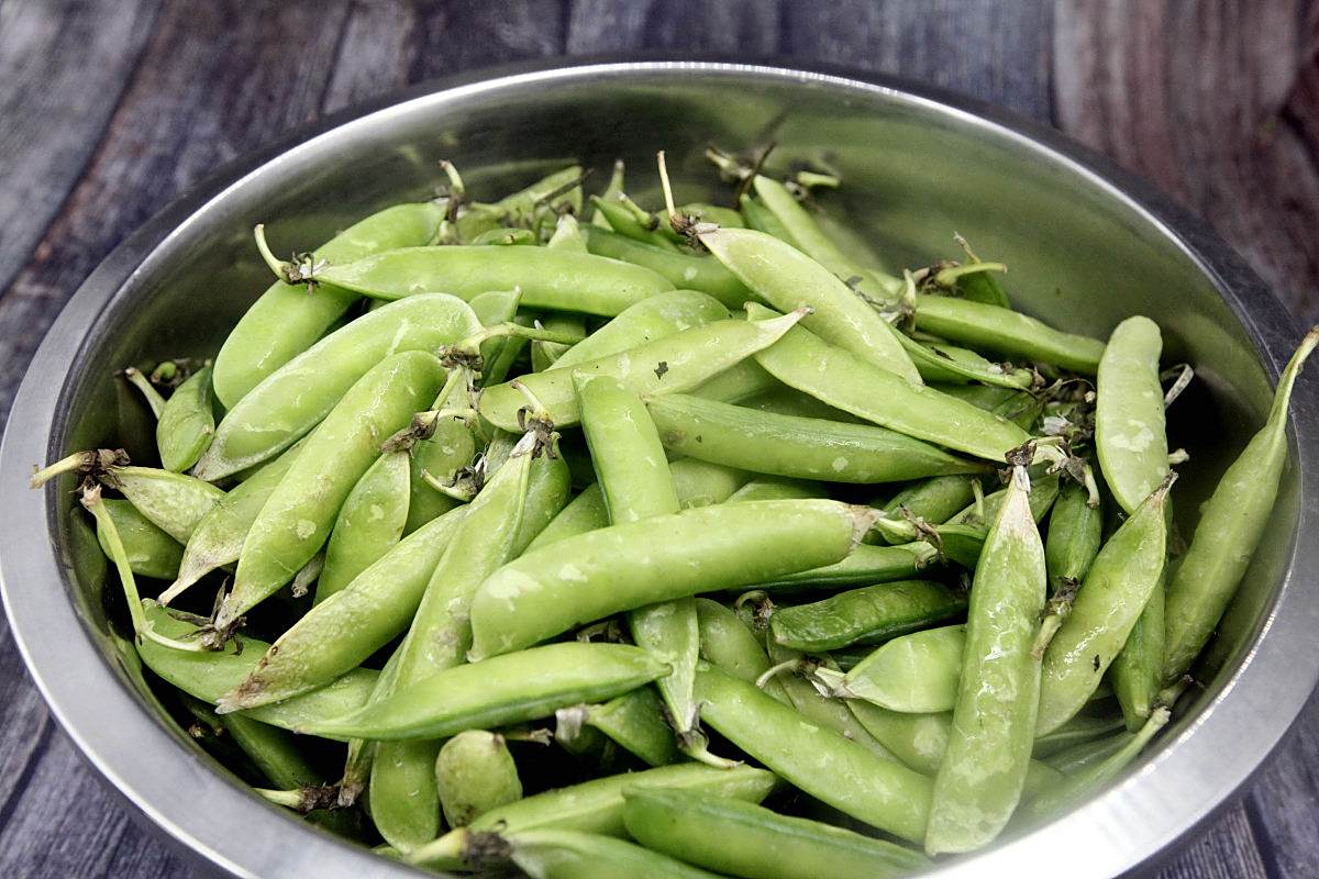 新碗豆豆荚特写,展示其饱满、翠绿的豆荚形态 新碗豆豆荚特写