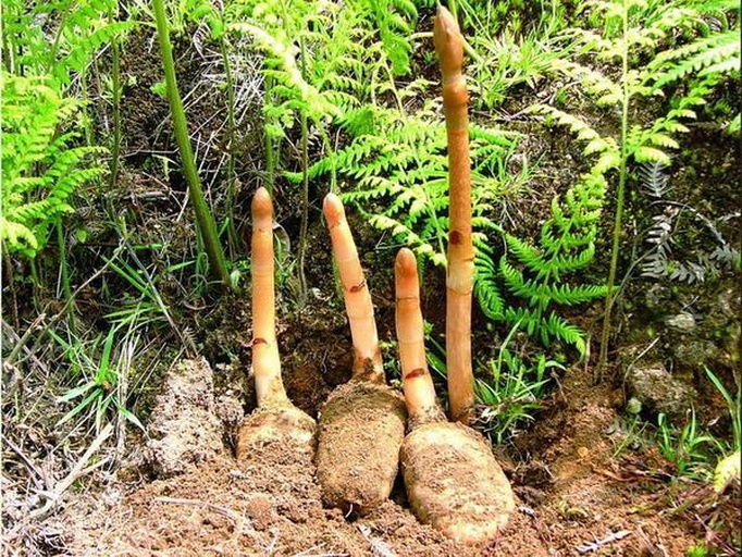 野生地参植株特写