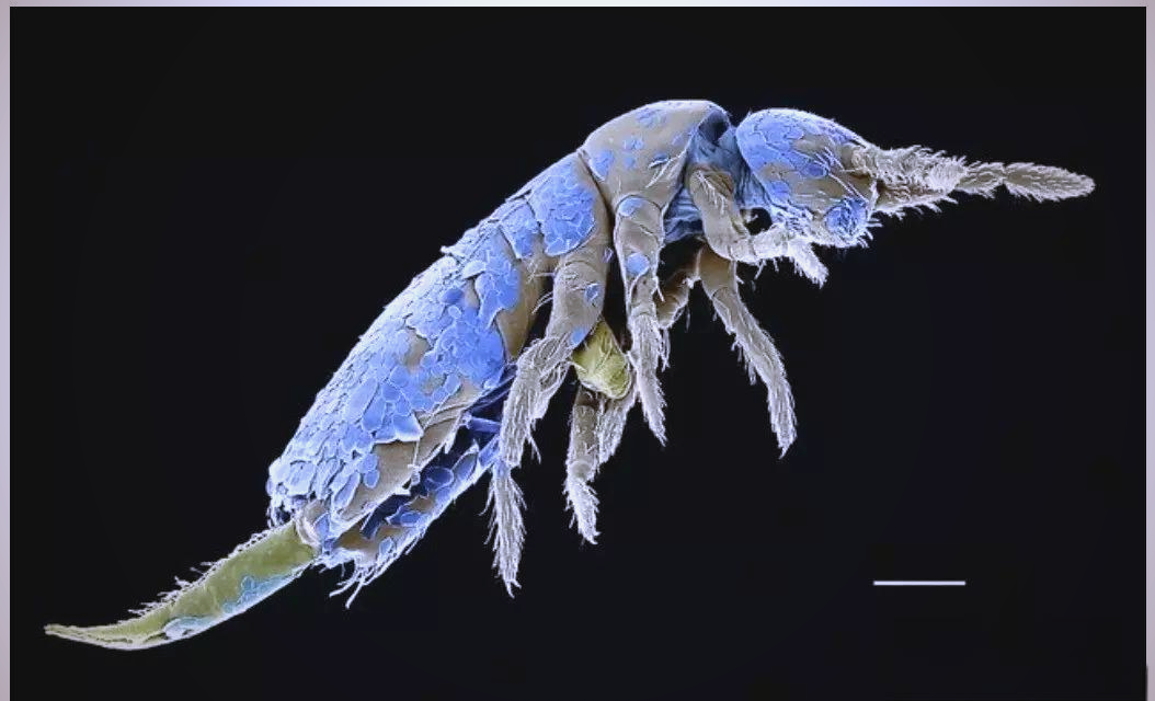 带鱼鳞显微结构示意图