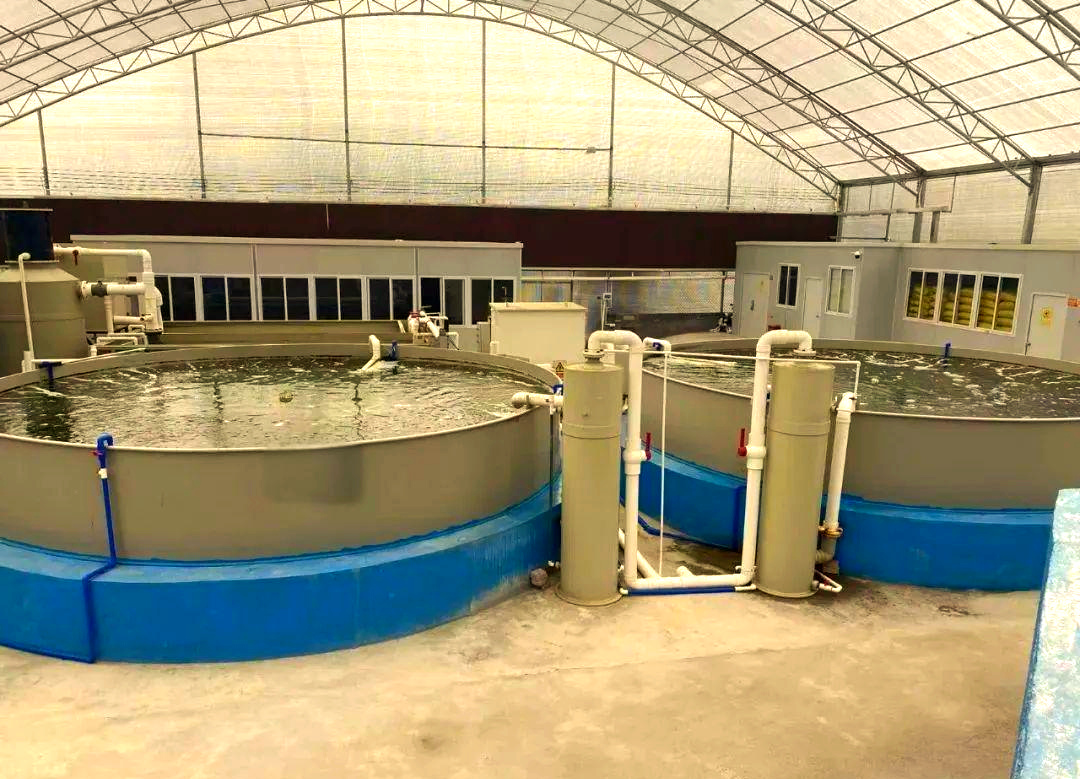 现代化多宝鱼养殖基地,展示室内循环水养殖系统 多宝鱼养殖场景