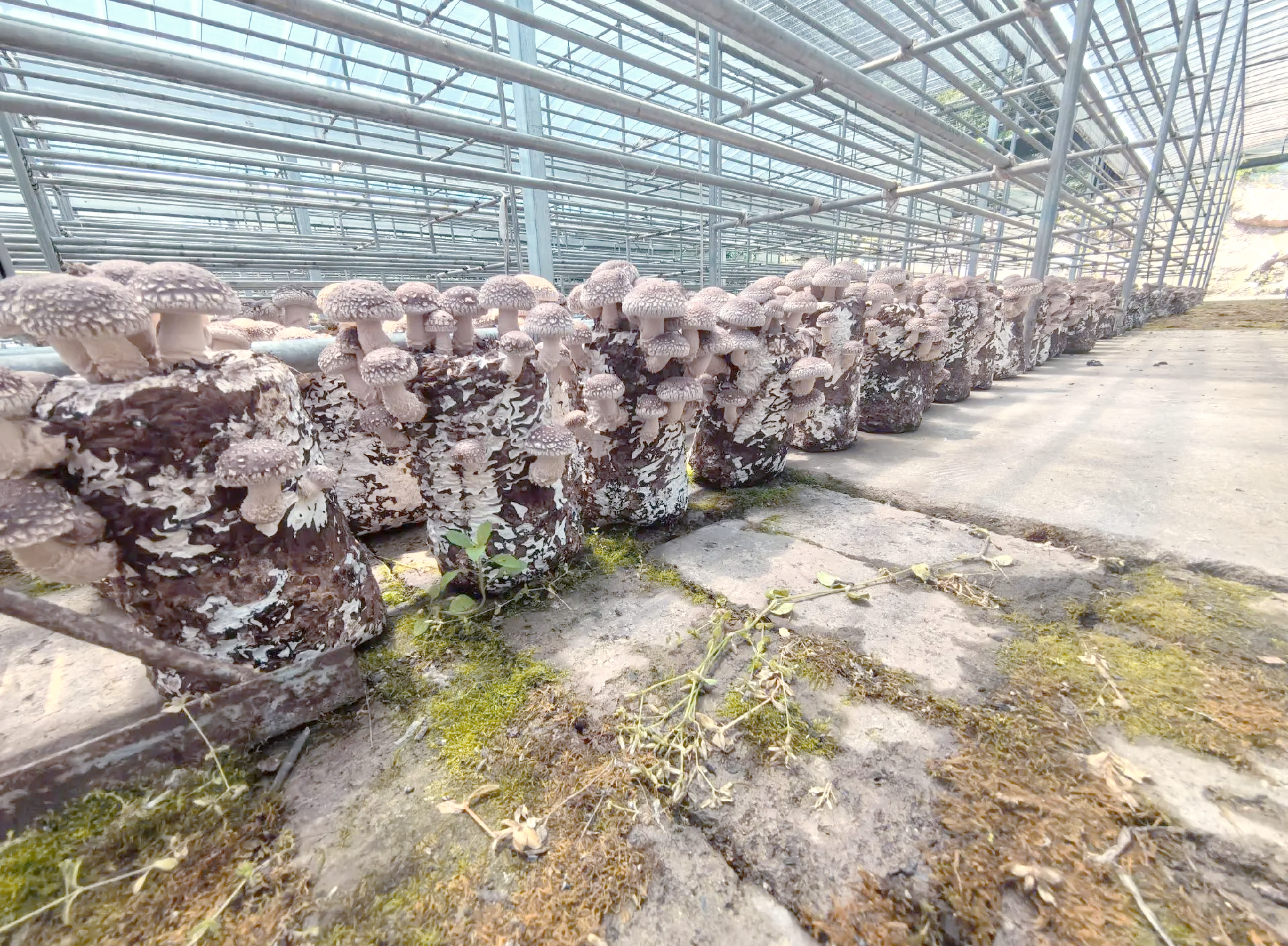 现代化食用菌种植大棚内的平菇生长场景