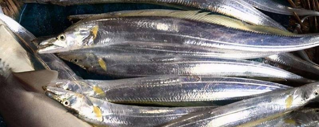 带鱼全身特写，展示其体表覆盖的银白色反光层，光线照射下呈现金属光泽