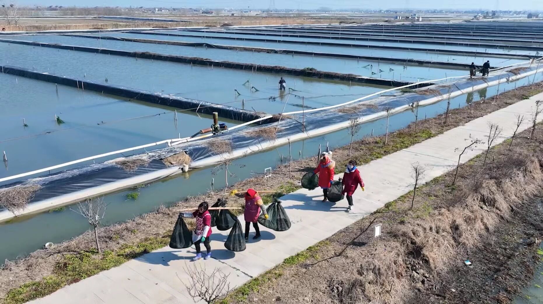 工人正在山地进行鱼鳞坑整地作业,背景为已挖好的圆形坑穴,坑边堆有表土,远处可见成排摆放的白皮松营养袋树苗,地面覆盖枯草 白皮松营养袋树苗种植前整地现场图