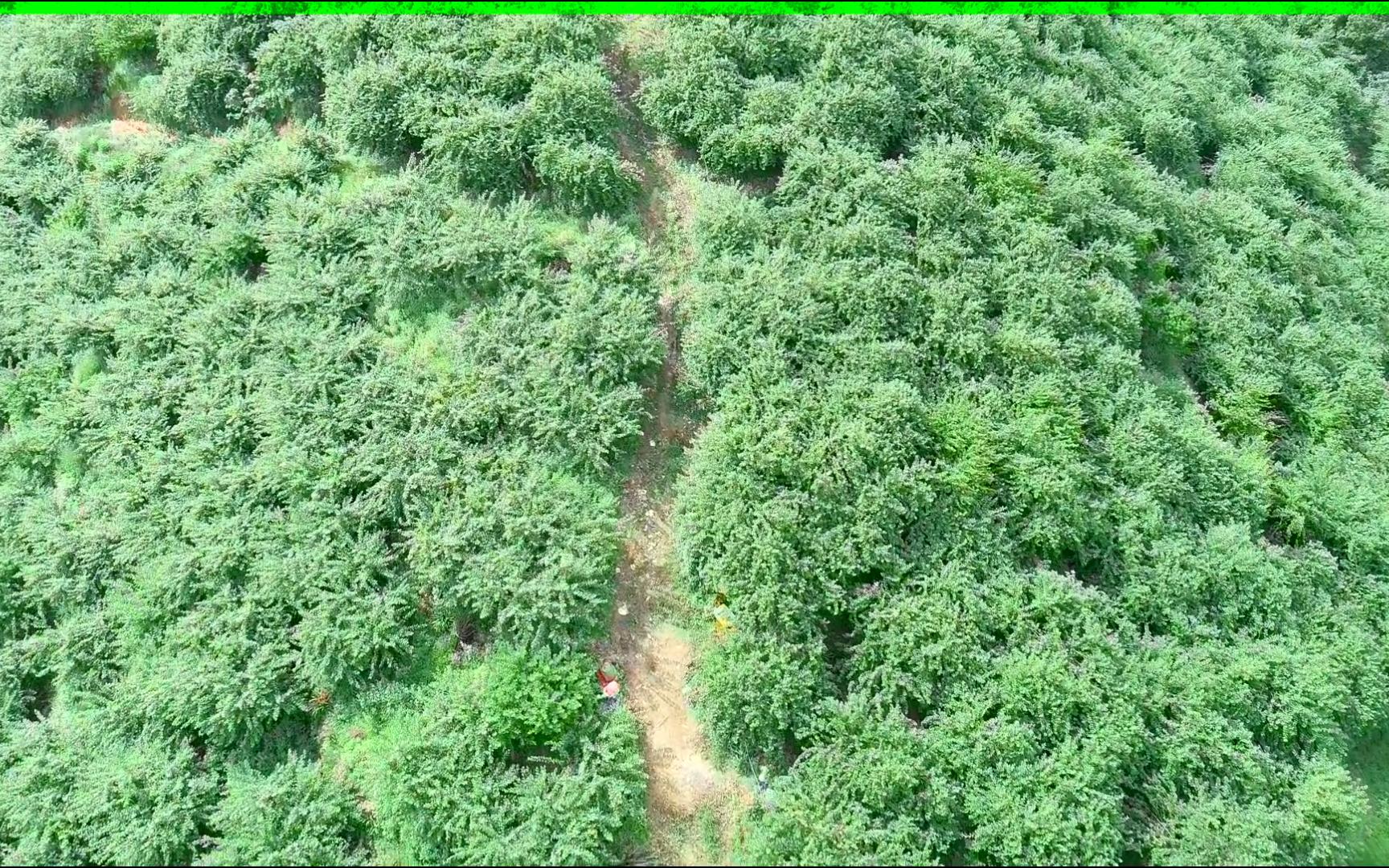 潮汕山区石侧柏生长环境航拍图