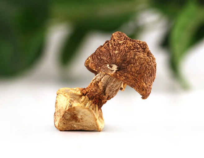 干香菇多种烹饪成品拼图