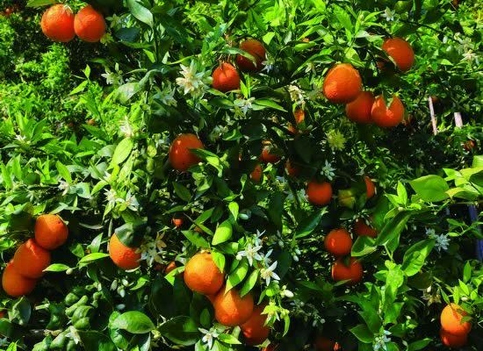 画面左侧为柚子树盛开的花朵,右侧为苦橙树的花朵,两者在形态和香气上有所不同 柚子树与苦橙树对比